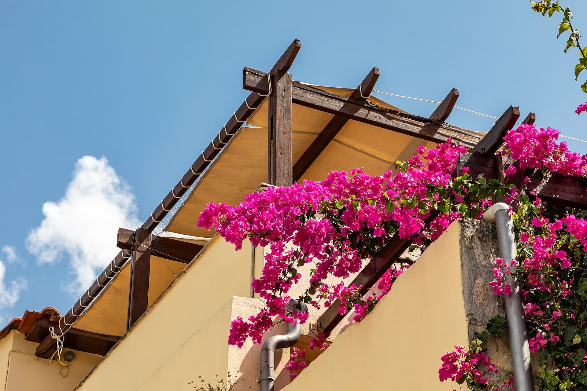 A pergola with a sun roof and planting, the kind of cover that makes a winter deck usable.