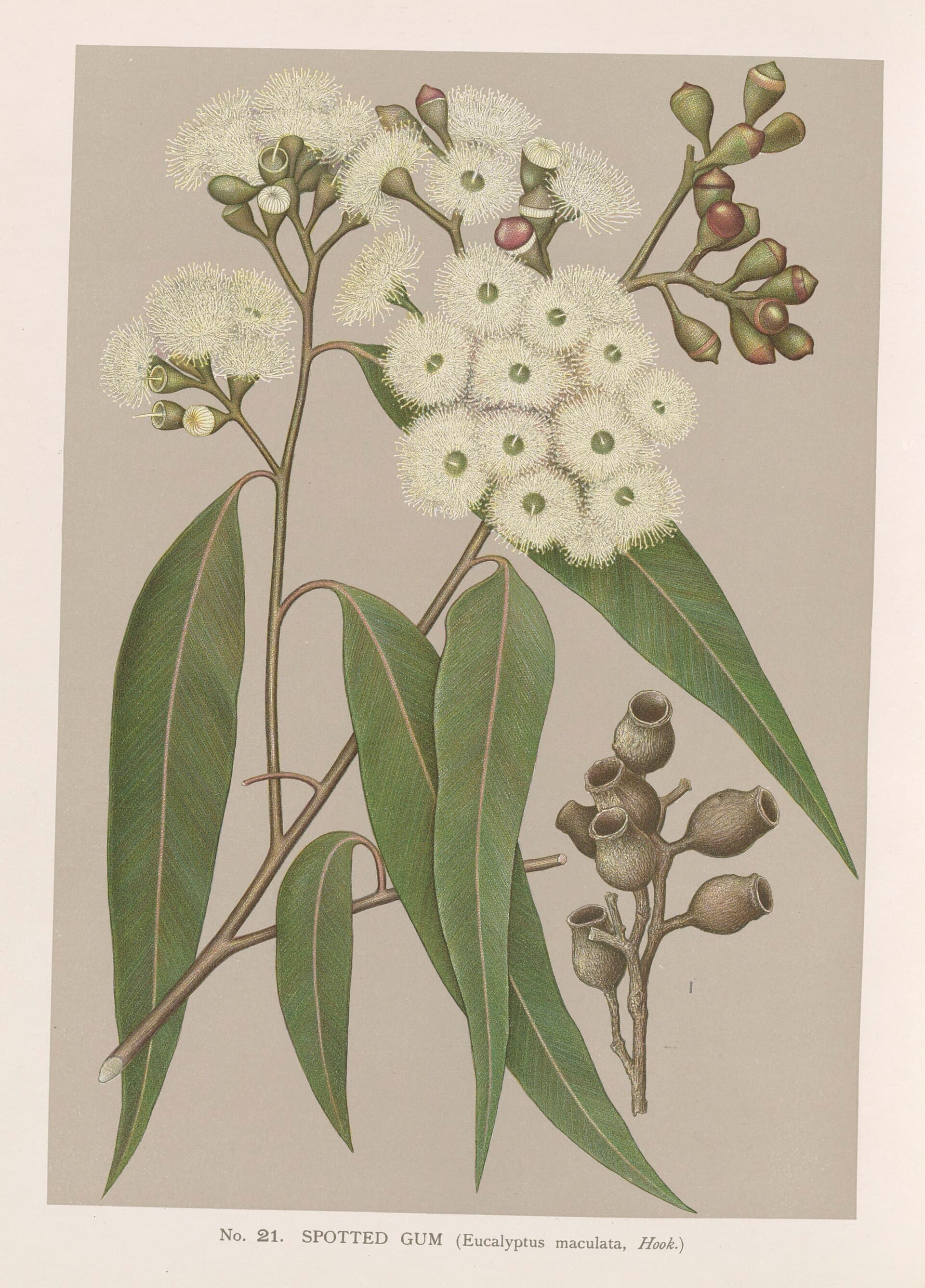 Historical plate of spotted gum, the east-coast hardwood a documented Australian mill can actually put on a truck.